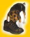 Managing Destructive Behaviours in Dogs