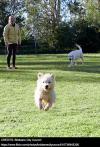 Off Lead Dogs