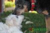 Greeting unknown dogs in the correct way