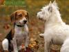 Sibling Rivalry in dogs