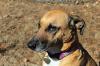 Adopting a dog from a rescue centre