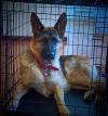 Crate training your dog or puppy