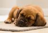 Being a responsible puppy owner