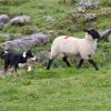 Does Your Dog Chase Livestock?