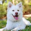 Keeping your Dog Happy and Healthy