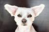 Deaf Dogs