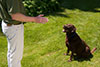Springtime with your dog