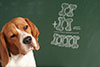Back to School Tips for Families with Dogs