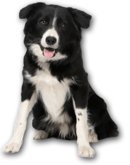 Bark Busters Home Dog Training Philosophy