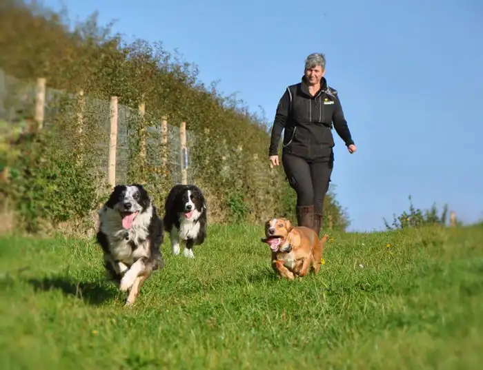 Sharon Chapman, Dog Obedience Trainer & Behavioural Therapist for Chester & North Wales, Wirral & Chester