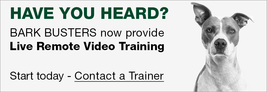 Dog Training Services