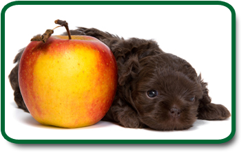 Puppy Nutrition