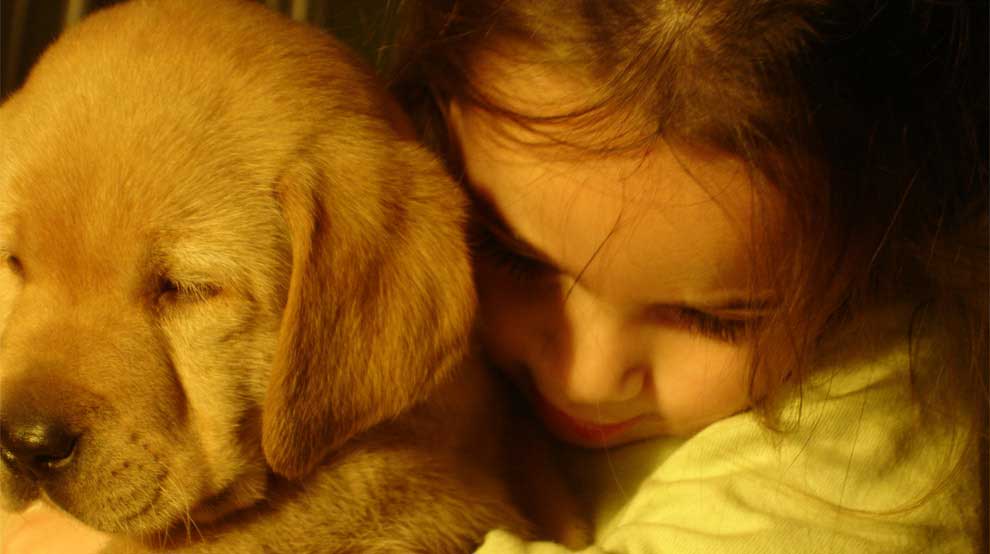 Puppy Training Programme