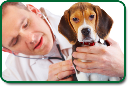 Puppy Vaccinations and Health Checks