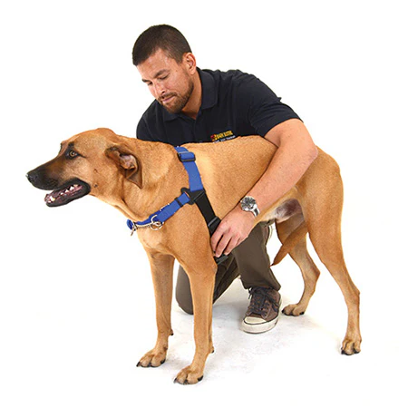 WaggWalker Dog Training Harness - Image 6