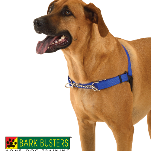 WaggWalker Dog Training Harness