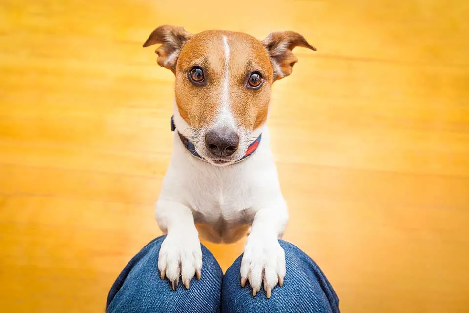 Working from home with your dog