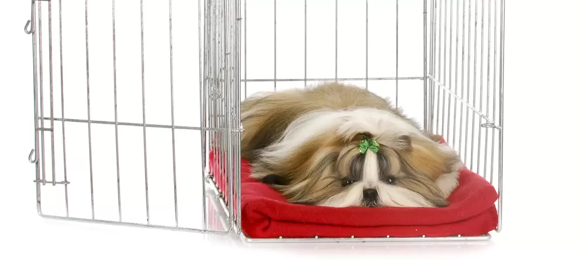 Crate training your dog or puppy