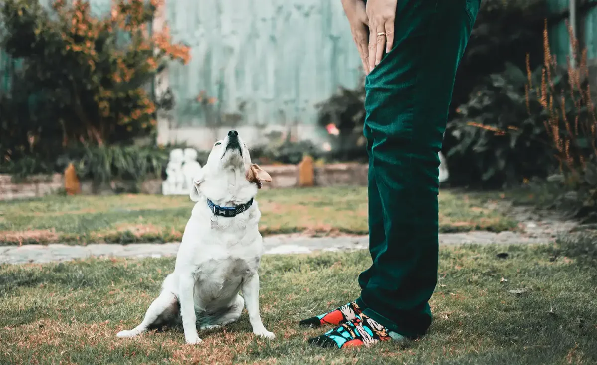 Greeting unknown dogs in the correct way