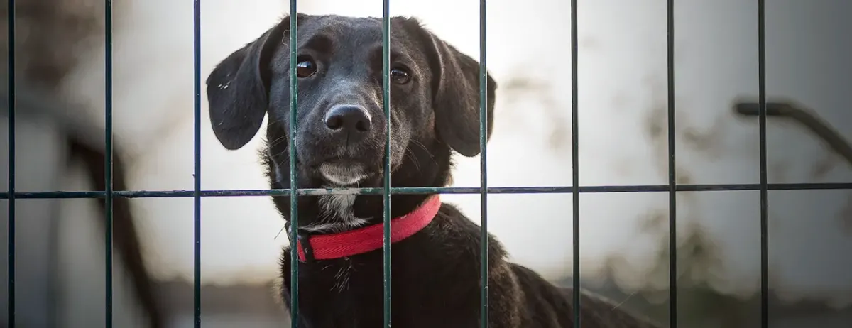 Rescue Dogs