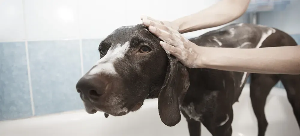 How Often Should You Bathe Your Dog?