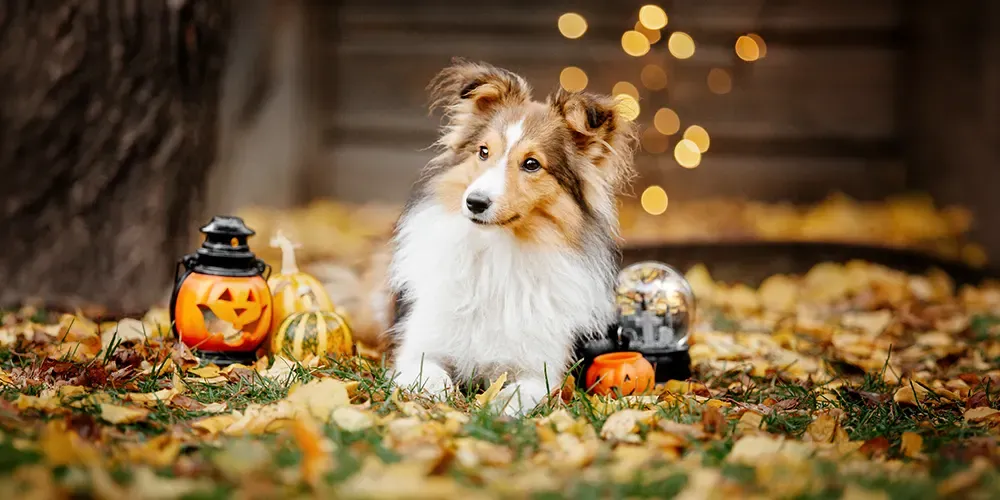 Keeping Your Dog Safe at Halloween