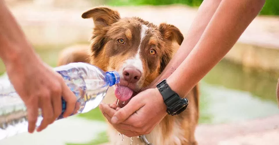 Heatstroke in dogs - know the signs and what to do