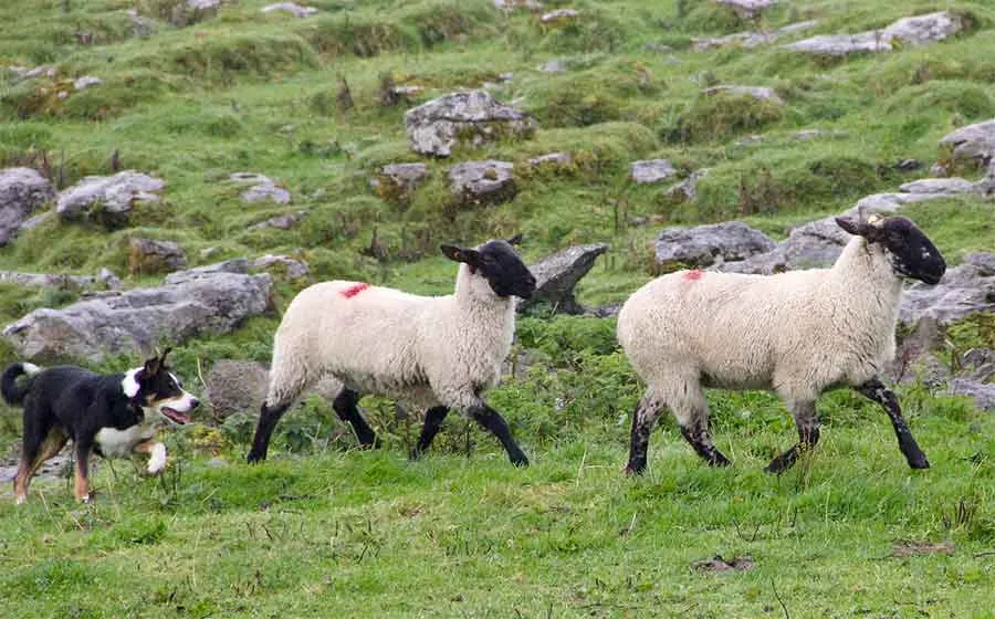 Does Your Dog Chase Livestock?