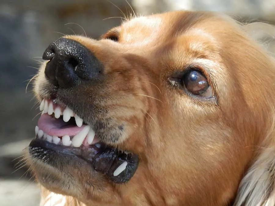 Fear Aggression in Dogs