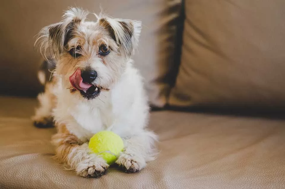 Top 10 Indoor Games for your Dog