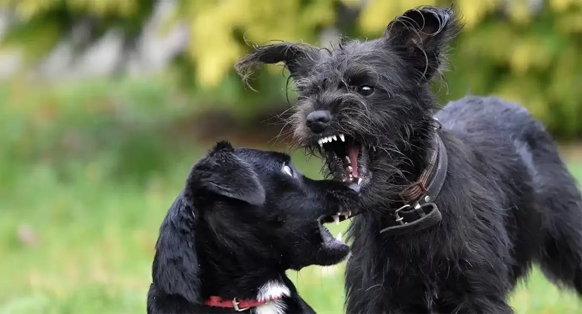 Sibling Rivalry in dogs
