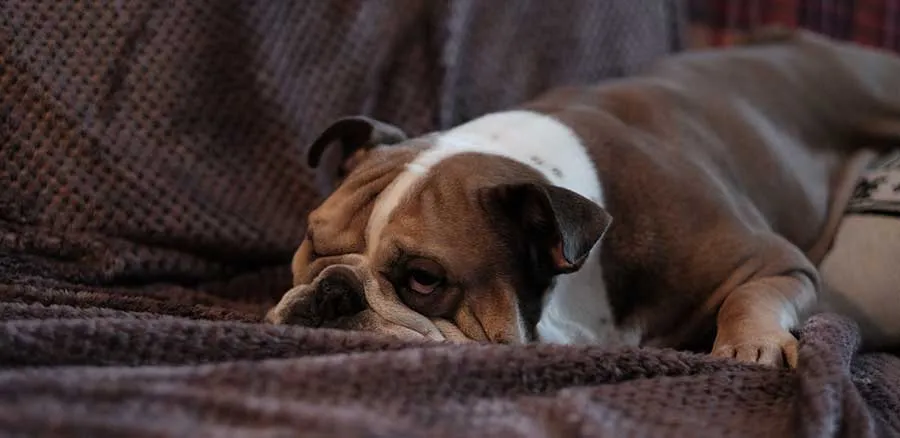 Keeping your dog entertained when home alone