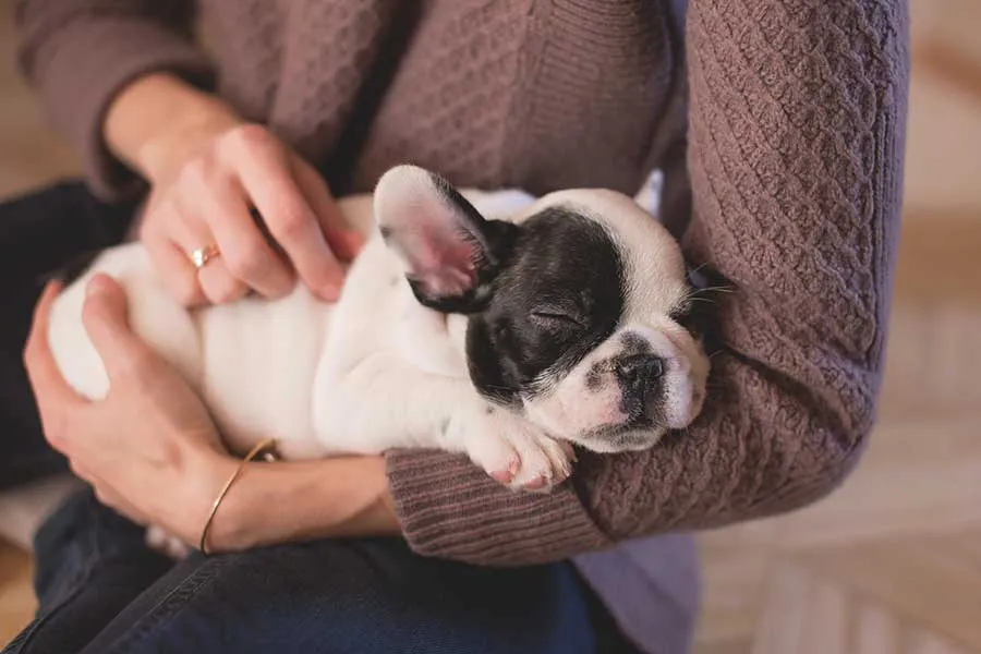 Puppies and School Holidays