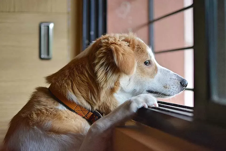 Does Your Dog Have Separation Anxiety?