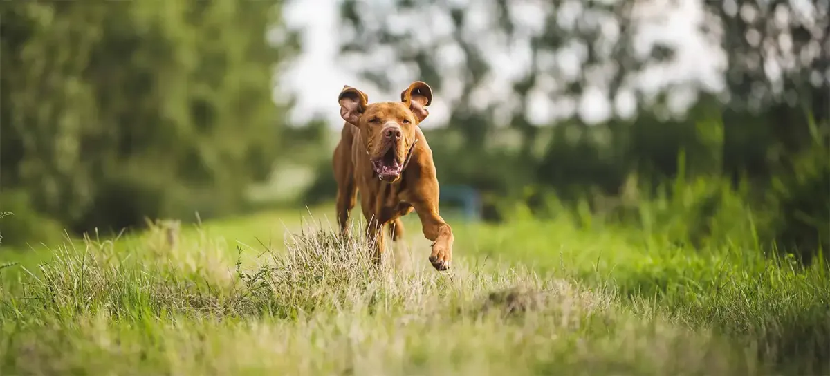 Off Lead Dogs