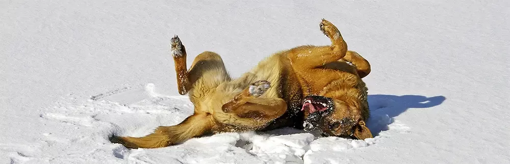 Don't let the winter chill take a bite out of your dog's health.