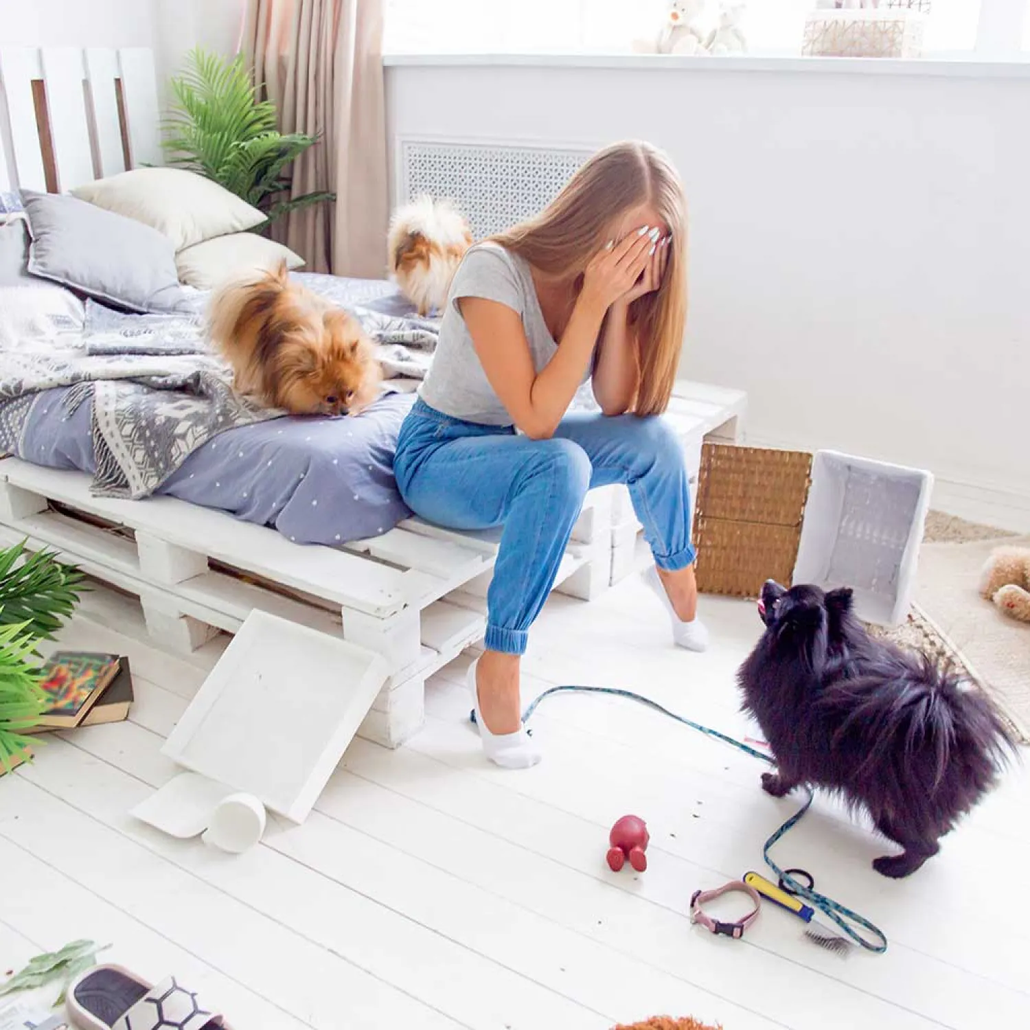 Dog Training Saffron Walden & Home Puppy Classes