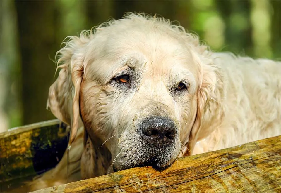 Canine Dementia or Cognitive Dysfunction Syndrome