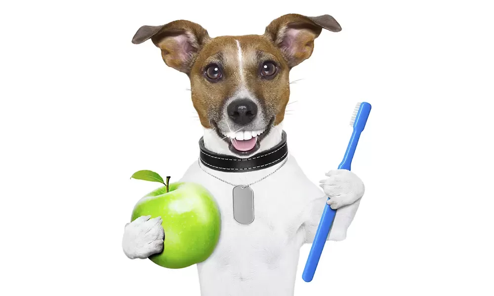 Pet & Dog Dental Health Month