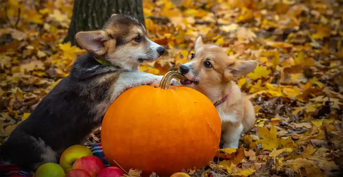 Halloween - Don't let the fright turn to a bite