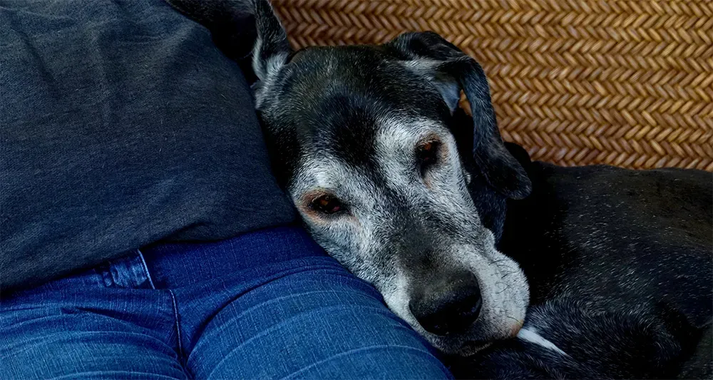 Understanding & Managing Senior or Older Dogs